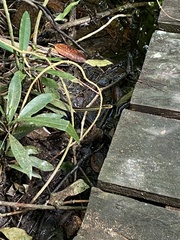 Thamnophis proximus rutiloris