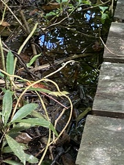 Thamnophis proximus rutiloris