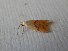 Hapaloteucha paragramma