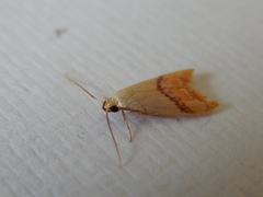 Hapaloteucha paragramma
