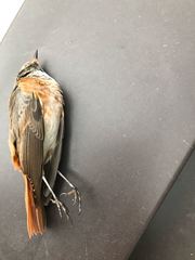 Phoenicurus phoenicurus