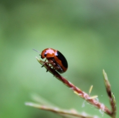 Ceratobasis koenigii