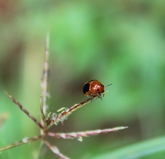 Ceratobasis koenigii