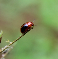 Ceratobasis koenigii