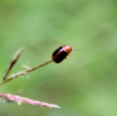 Ceratobasis koenigii