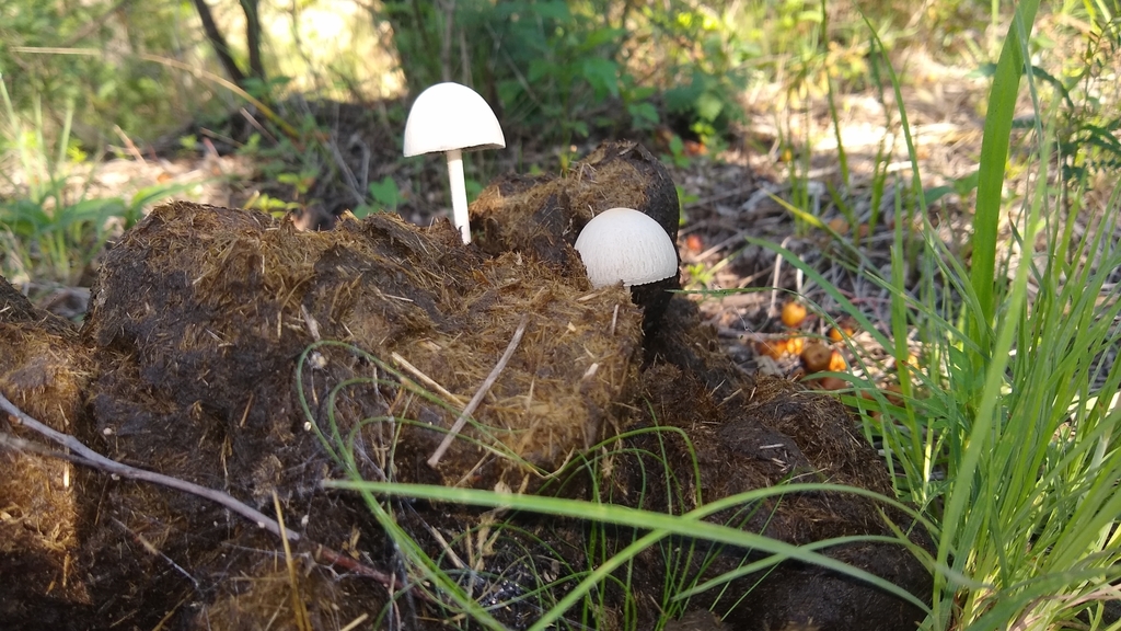 Panaeolus antillarum · January 2021 · photo: © tomascarper (iNaturalist, cc-by)