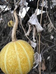 Cucurbita palmata