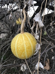 Cucurbita palmata