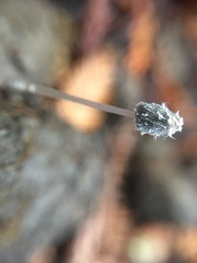 Coprinopsis stercorea