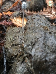 Coprinopsis stercorea