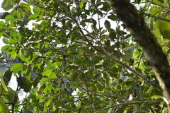 Piranga olivacea