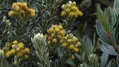 Monticalia ledifolia