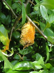 Puccinia coronata