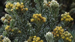 Monticalia ledifolia