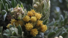 Monticalia ledifolia