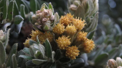 Monticalia ledifolia