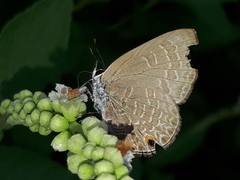 Anthene emolus goberus