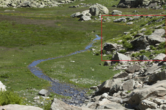 Athyrium distentifolium