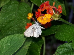 Zizula hylax pygmaea