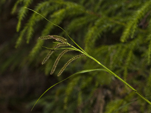 Carex alligata observed 2010-09-26