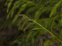 Carex alligata