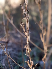 Oenothera elata hirsutissima
