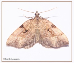 Nebula decipiens