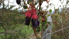 Brachyotum strigosum