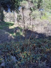 Oenothera elata hirsutissima