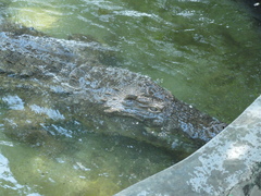 Crocodylus niloticus