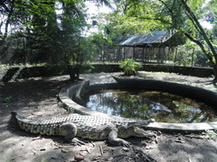 Crocodylus niloticus