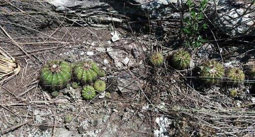 Parodia carambeiensis