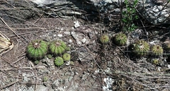 Parodia carambeiensis
