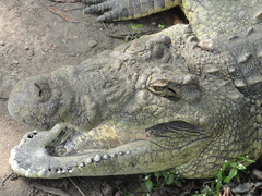 Crocodylus niloticus