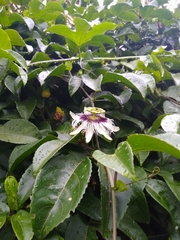 Passiflora edulis flavicarpa