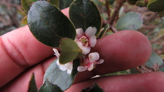 Symplocos theiformis