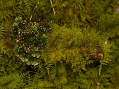 Thuidium cymbifolium