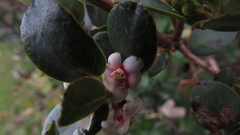 Symplocos theiformis