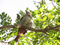 Piranga roseogularis