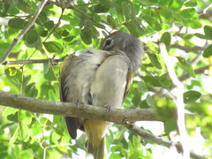 Piranga roseogularis