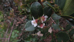 Symplocos theiformis