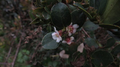 Symplocos theiformis