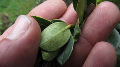 Symplocos theiformis