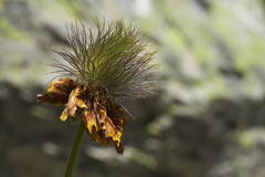 Pulsatilla aurea