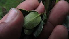 Symplocos theiformis