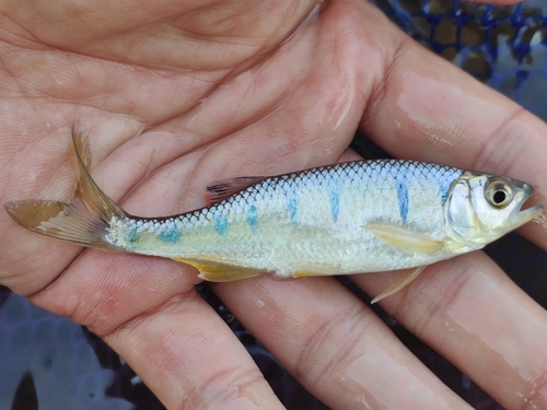 Pretty barb (Opsarius pulchellus) — Cyprinidae — 3