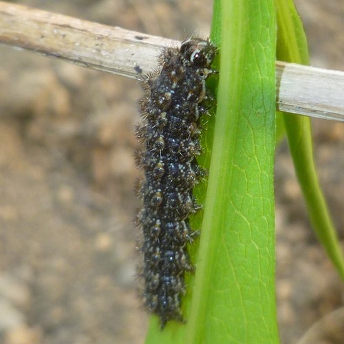 Pearl Crescent photographed in California