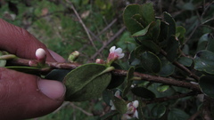 Symplocos theiformis