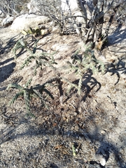 Cylindropuntieae