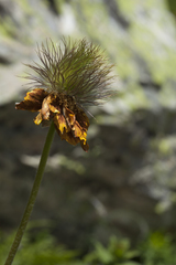 Pulsatilla aurea